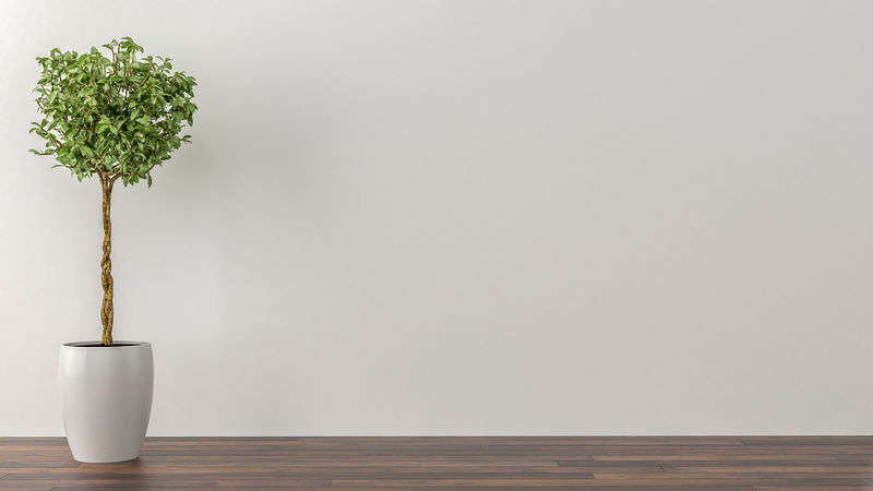 空房间里的室内植物，背景是白色的墙