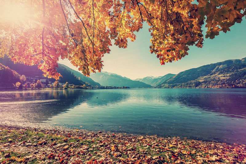 阳光明媚的一天，在阿尔卑斯山的泽尔湖。阳光下五颜六色的叶子。不同寻常的夏季景观。复古风格。Instagram过滤器。我明白了。奥地利。自然背景。