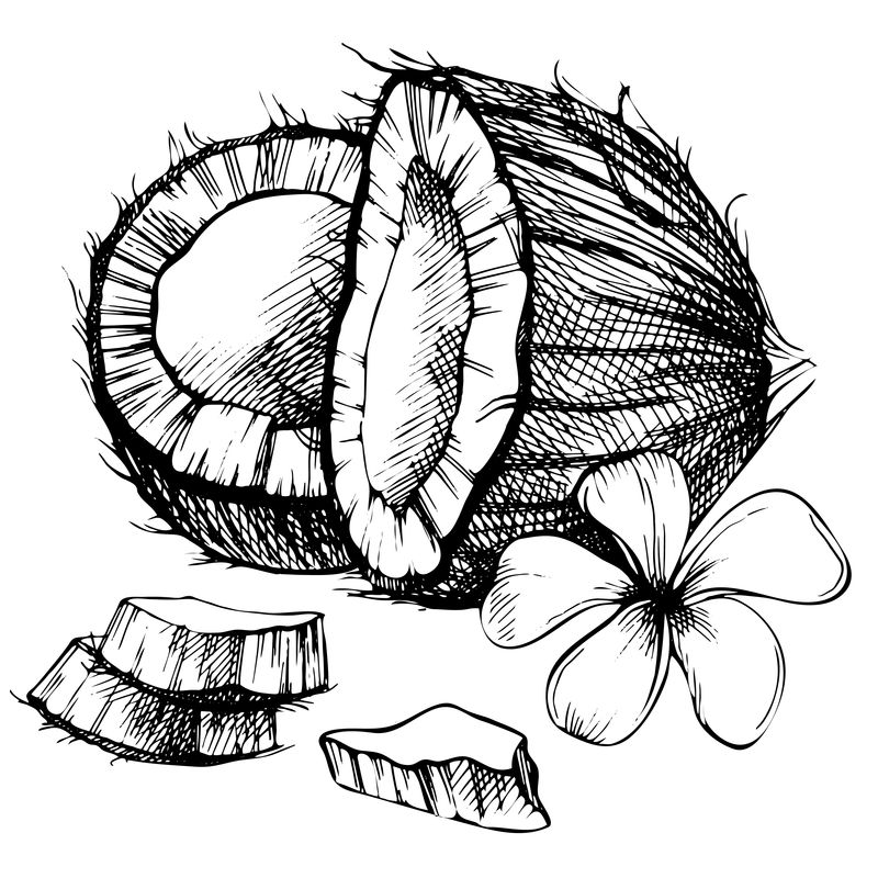椰子手绘素描-绘制热带食物插图-复古风格