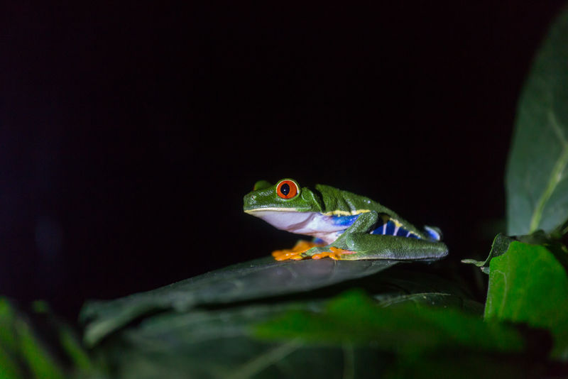 哥斯达黎加的青蛙