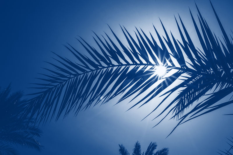 太阳光背景下的棕榈叶