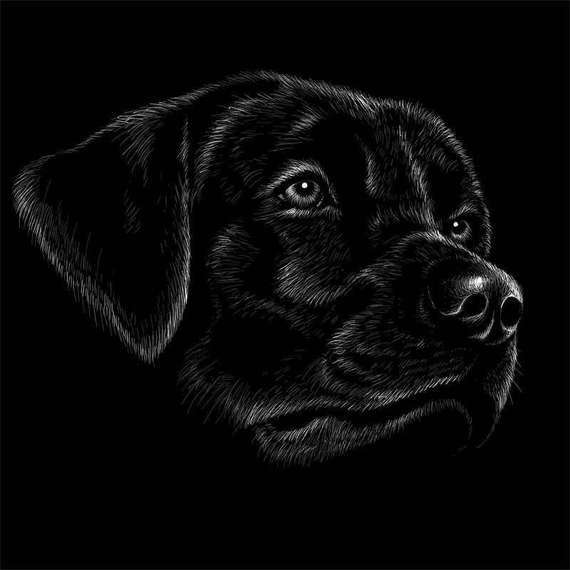 网状物