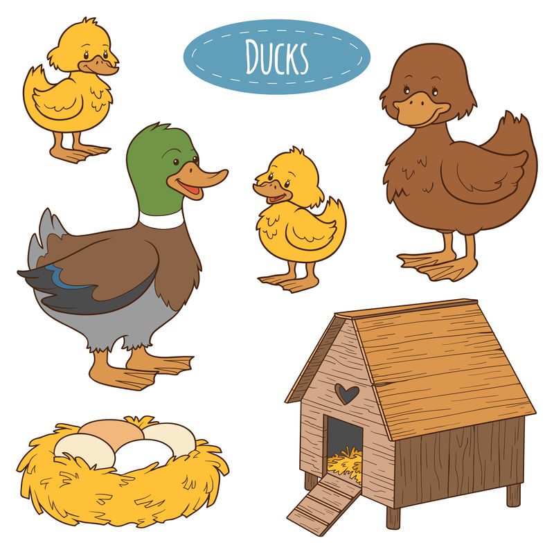 一套可爱的农场动物和物品，vector family duck，colori