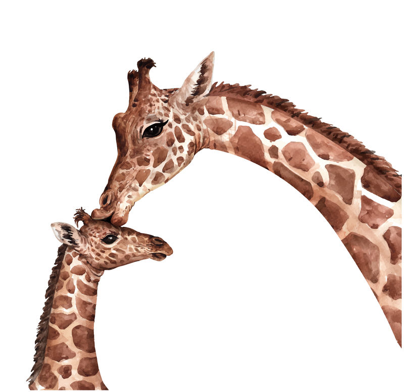 矢量水彩动物长颈鹿插图