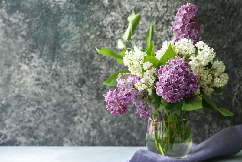 一束白色和紫色的丁香花，春天的花朵