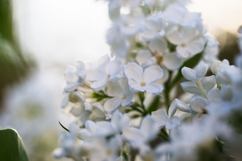 美丽精致的春白色丁香花特写