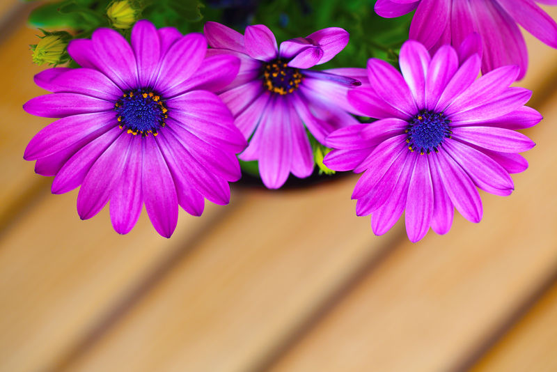 美丽的紫色雏菊，留有文字空间