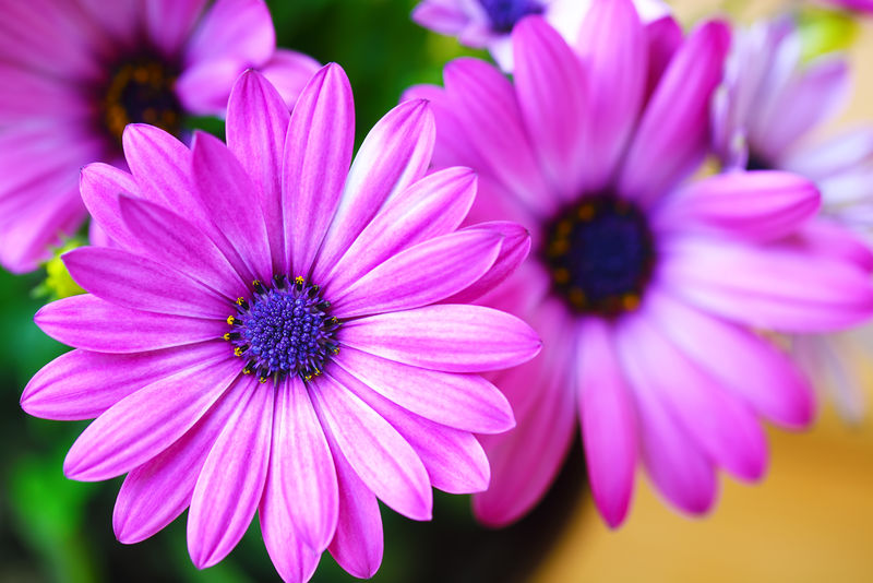 紫色雏菊