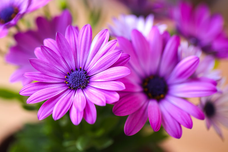 鲜艳美丽的紫色雏菊