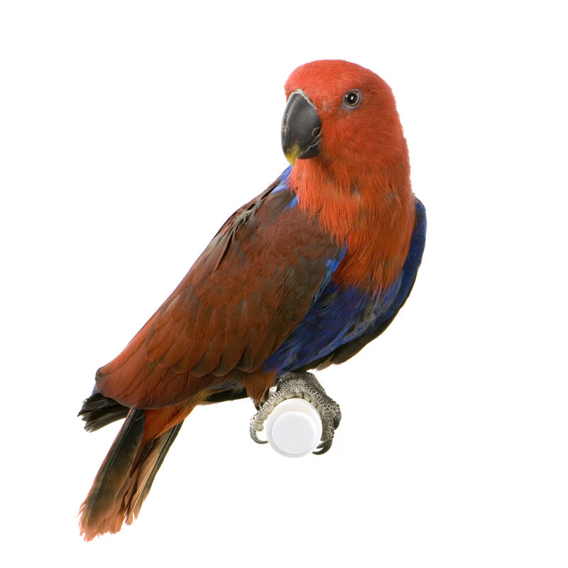 Female Eclectus Parrot-Eclectus Roratus