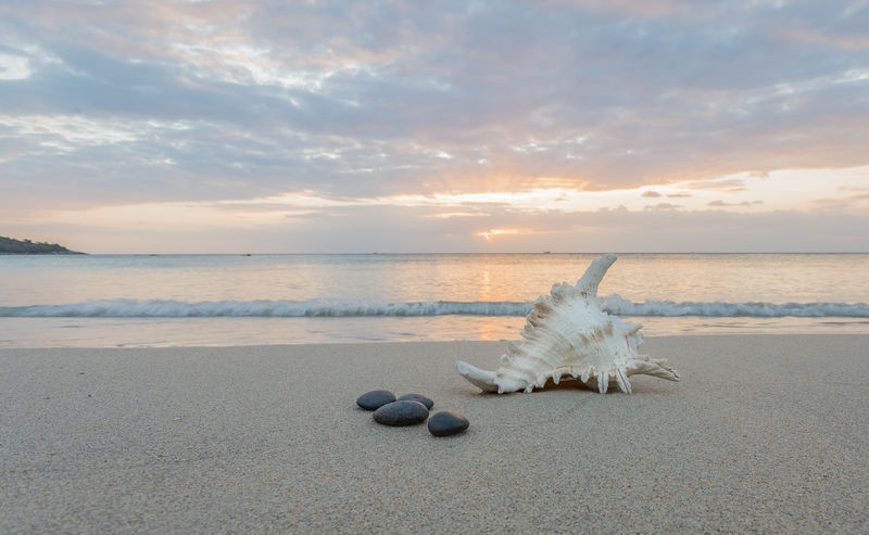 海滩上的地产贝壳