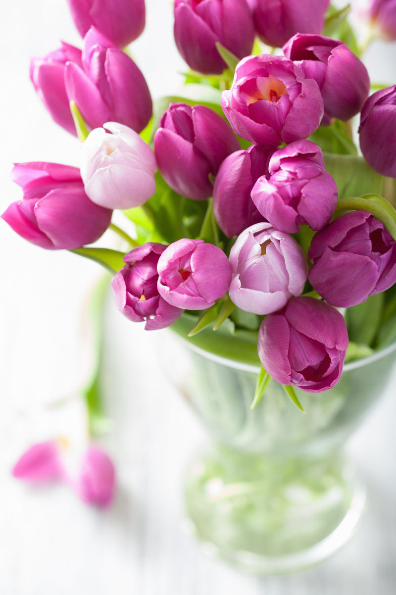 美丽的紫色郁金香花瓶花束