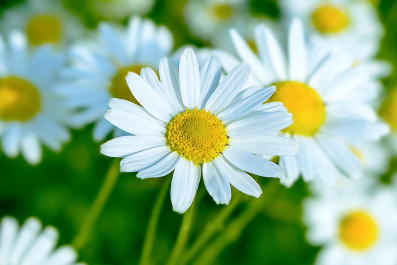 夏日草地背景上盛开的白雏菊