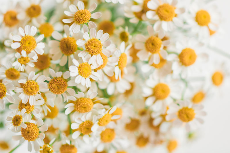 白色小雏菊花束的微距摄影。软焦点，俯视，特写。