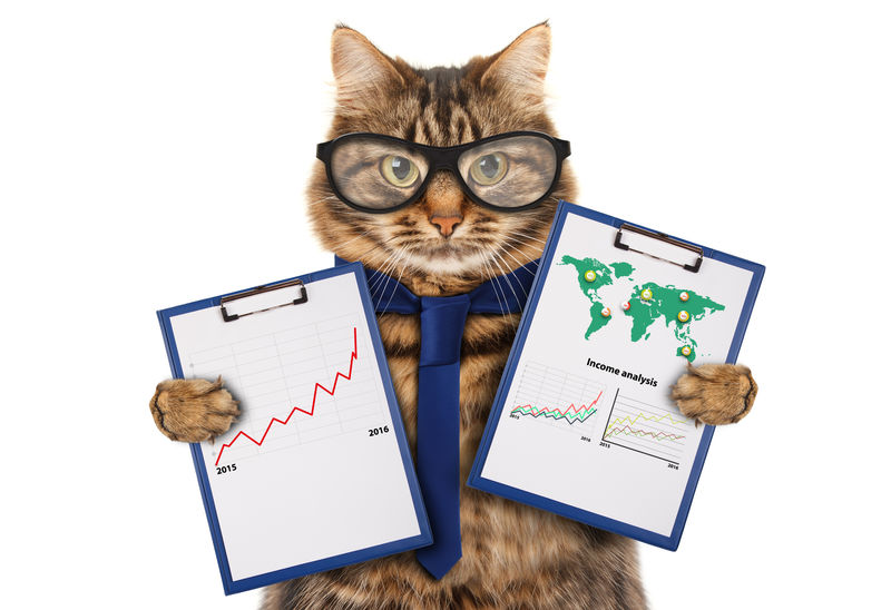 有趣的猫和一个文件夹的介绍-商业场景