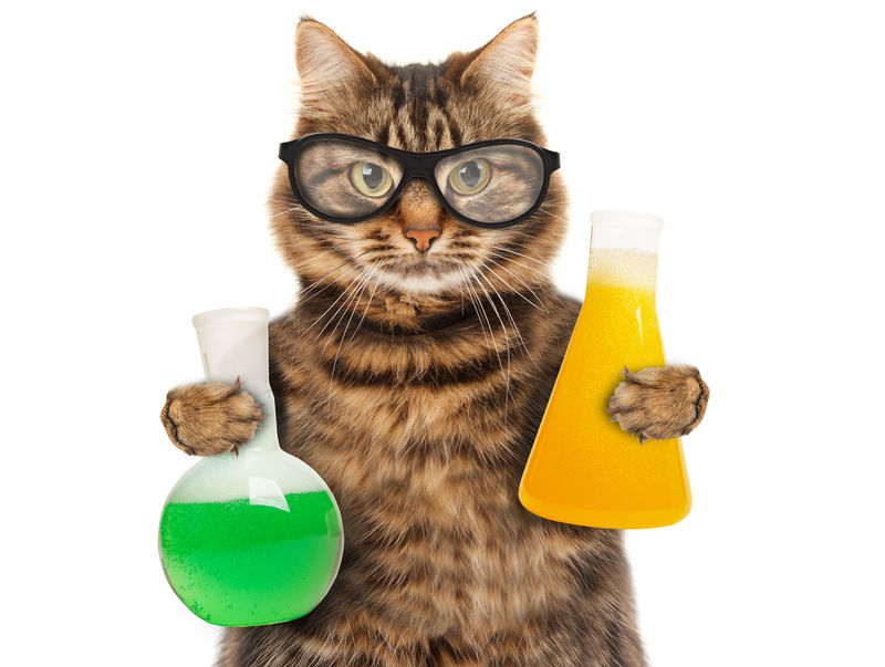 好笑的猫在学化学-它拿着装有液体的灯泡