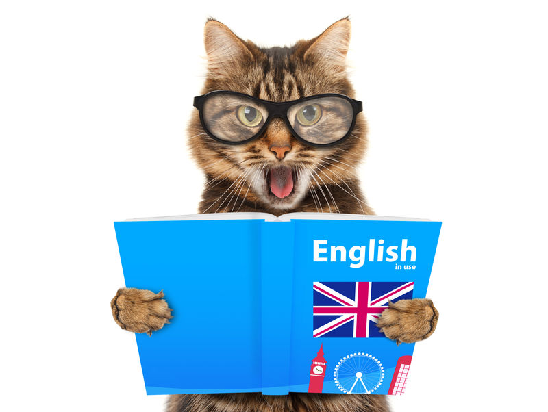有趣的猫正在学英语-读一本书