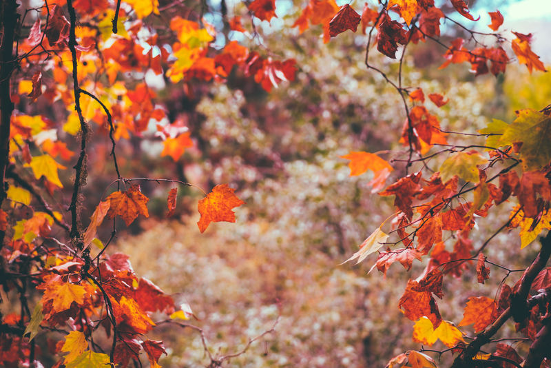 秋叶-秋季植物区系