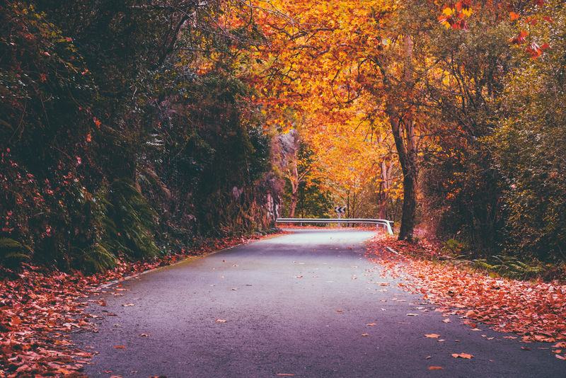 秋季道路