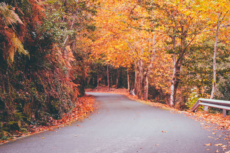 秋天的林间小路