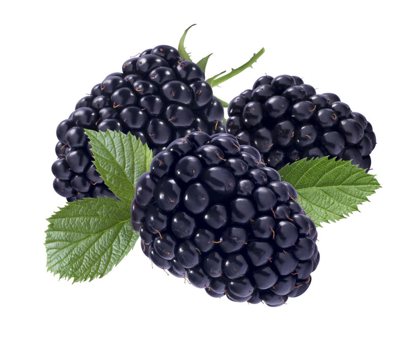 白底黑树莓