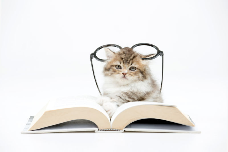 一只波斯小猫在读一本关于孤独的书