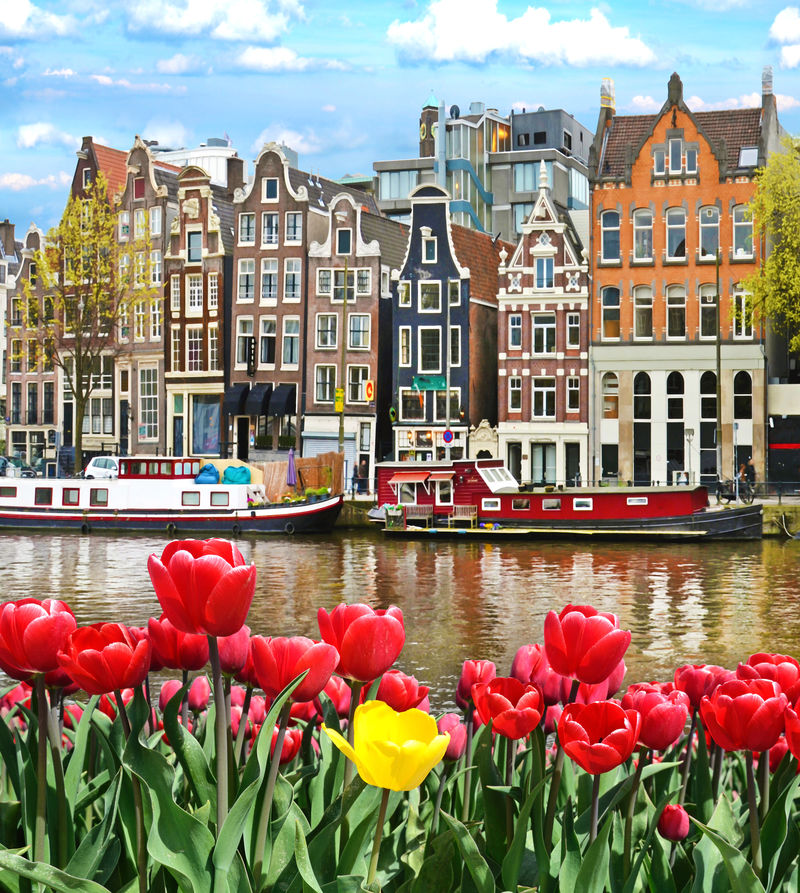 荷兰阿姆斯特丹美丽的郁金香和房屋景观