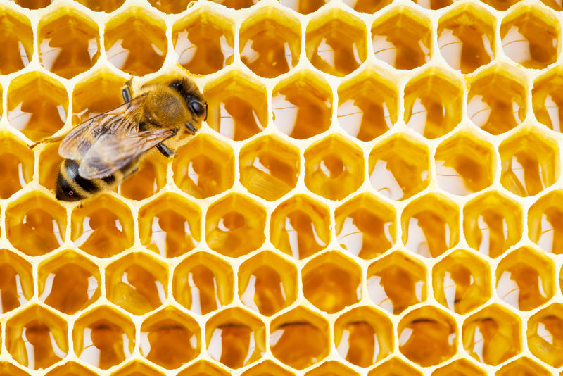 蜂巢工作蜂
