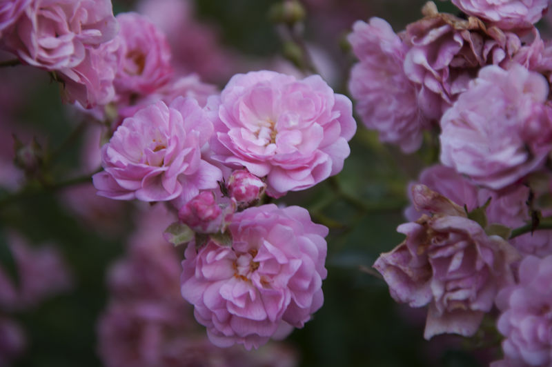 花园里粉红色和白色牡丹的柔和焦点图像-盛开的粉红和白色牡丹-选择性聚焦-景深浅