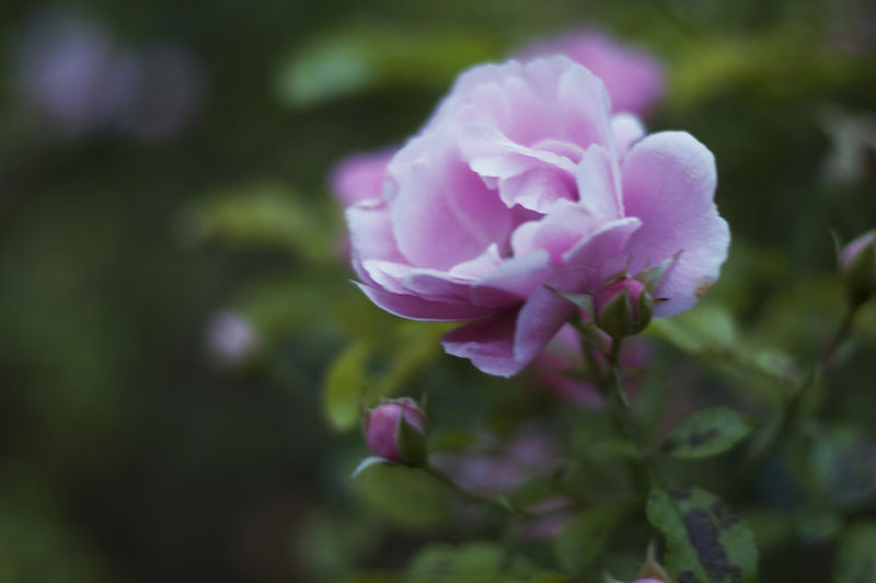 玫瑰花在花园里-玫瑰花是美丽的-有一个美丽的晴天
