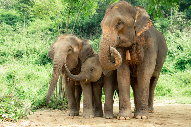 亚洲象妈妈陪着她的孩子
