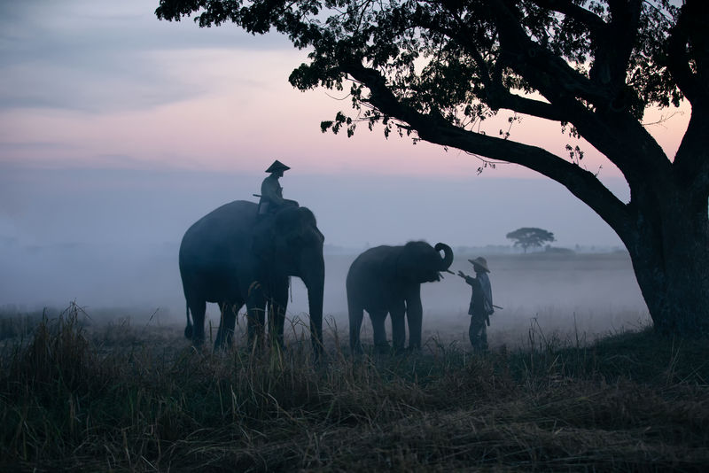 泰国日出时的大象