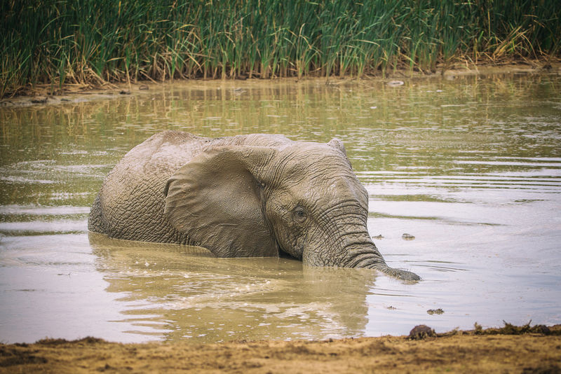 在南非阿多国家公园游泳和洗澡的非洲人