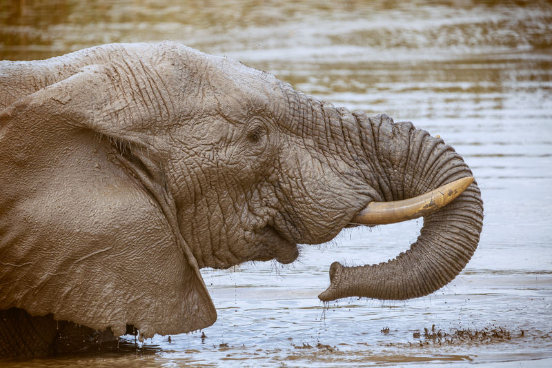 南非阿多国家公园-一头非洲象在饮水和洗澡
