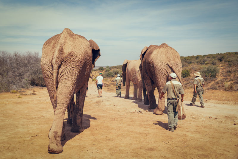 南非野生动物保护区内与非洲象和游骑兵同行的游客