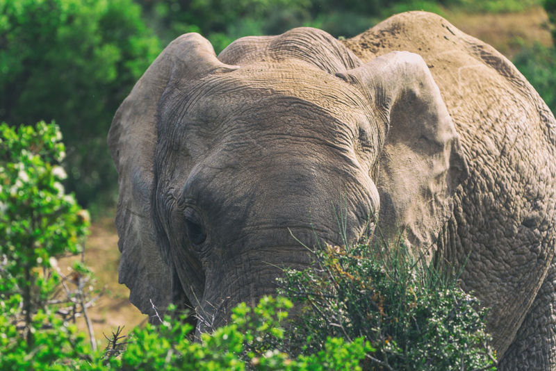 南非阿多国家公园的非洲象在灌木丛中觅食