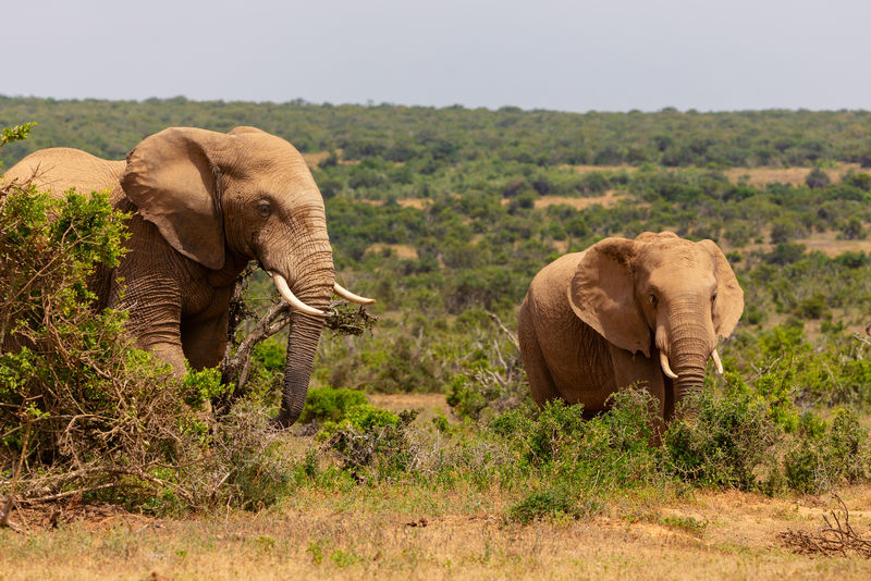 南非阿多国家公园成年大象和小象一起散步
