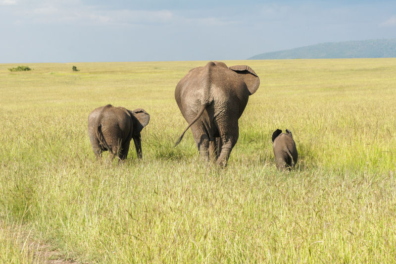 肯尼亚马赛马拉国家公园热带草原上的非洲象家庭