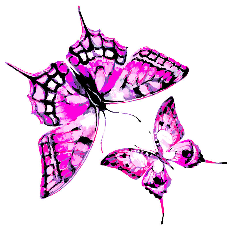 蝴蝶，水彩画，白色孤立