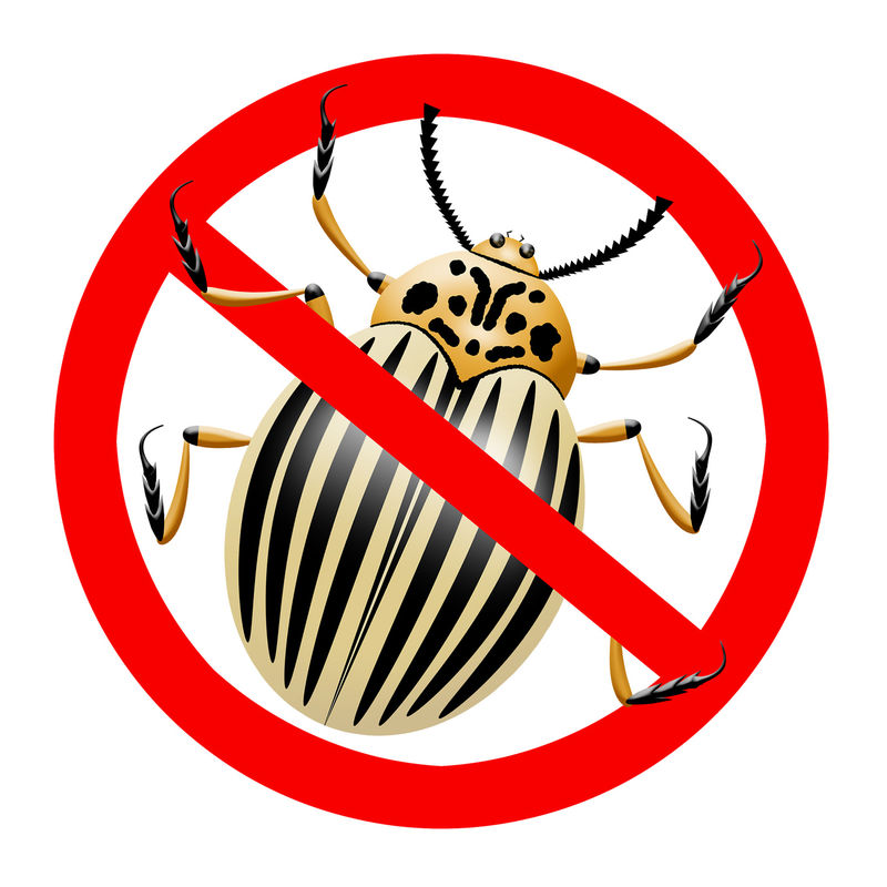 没有科罗拉多甲虫