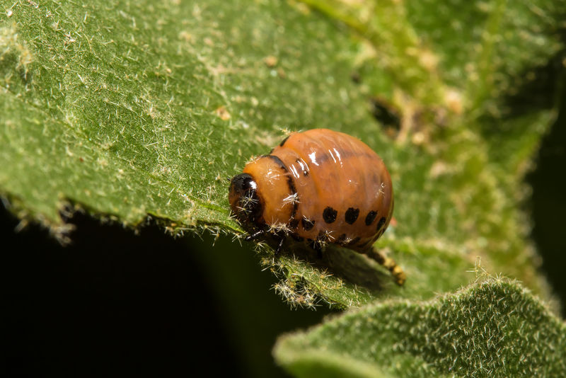 科罗拉多甲虫在绿叶上的幼虫
