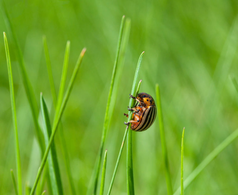 草叶上的科罗拉多甲虫
