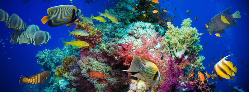 带网火珊瑚的热带安提亚鱼
