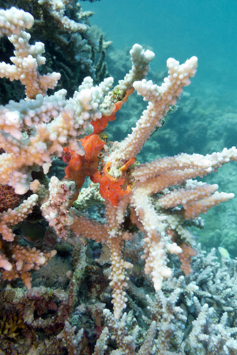 热带海底海绵珊瑚礁