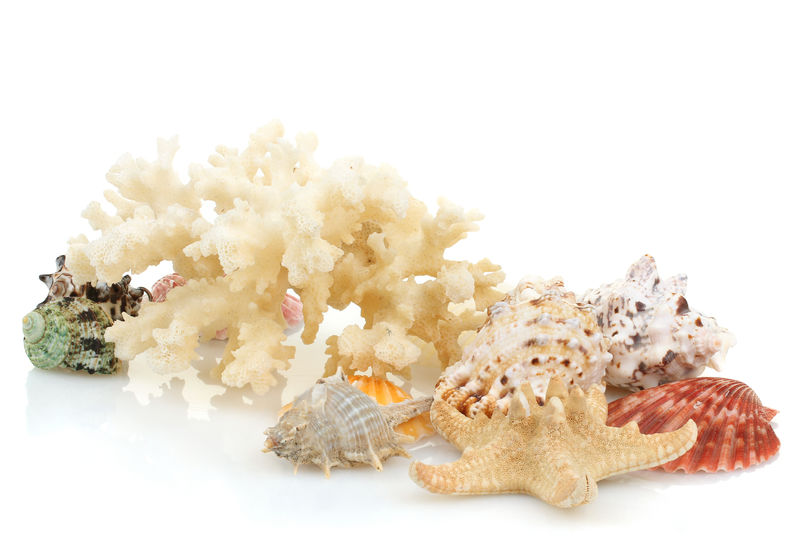 海洋珊瑚和贝壳