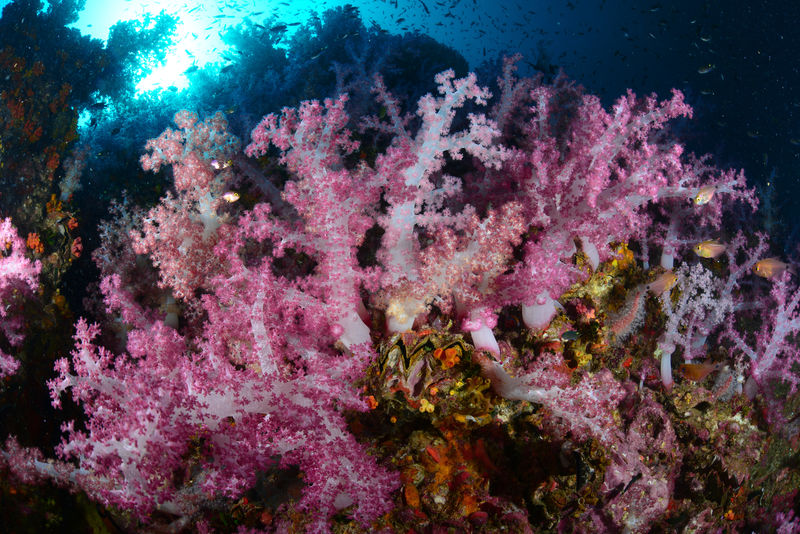 拉贾安帕的软珊瑚