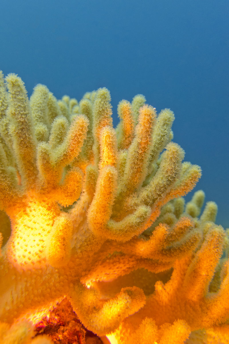 热带海域的大黄软珊瑚礁