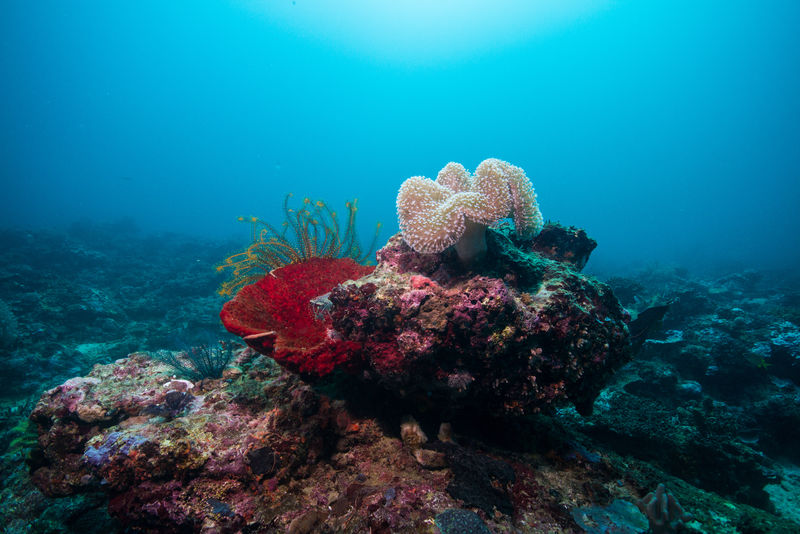红海的珊瑚和鱼