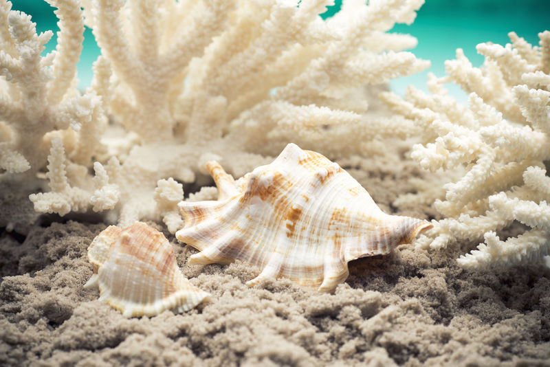 沙滩上的贝壳和珊瑚-沙滩