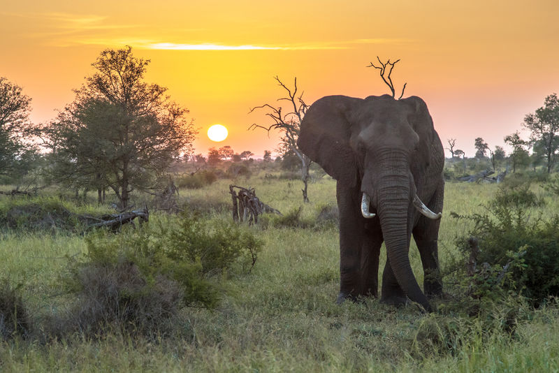 日出时的非洲象